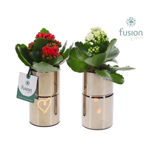 LED Glas tube planter met Kalanchoe