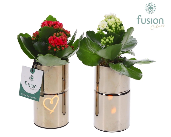 <h4>LED Glas tube planter met Kalanchoe</h4>
