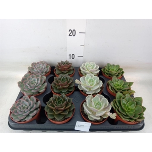 Echeveria   ...mix