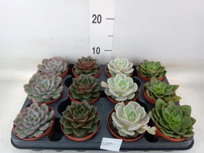 <h4>Echeveria   ...mix</h4>