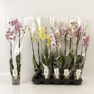 PHAL GEM 6 KL