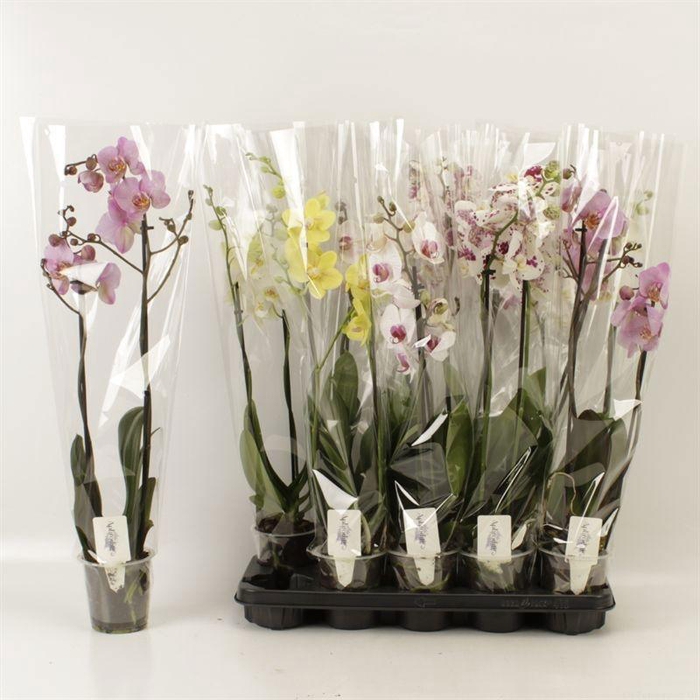 <h4>PHAL GEM 6 KL</h4>