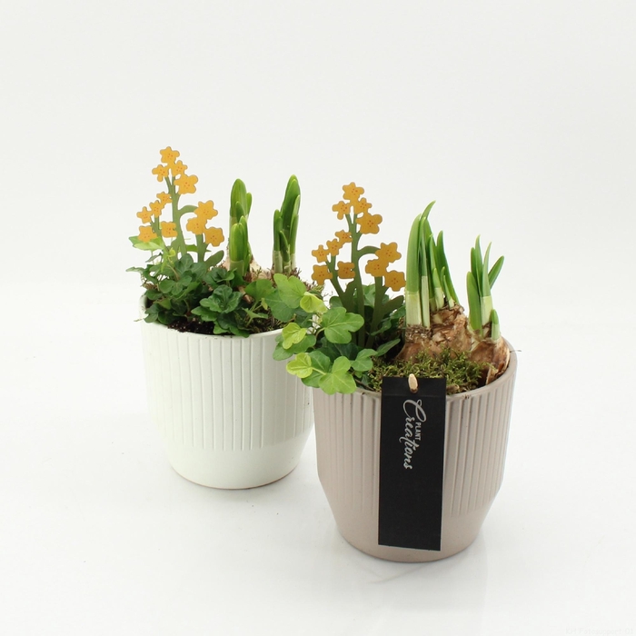 <h4>ARR BOL KNOLGEWAS</h4>