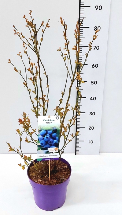Vaccinium cor. 'Reka' 60-80C5