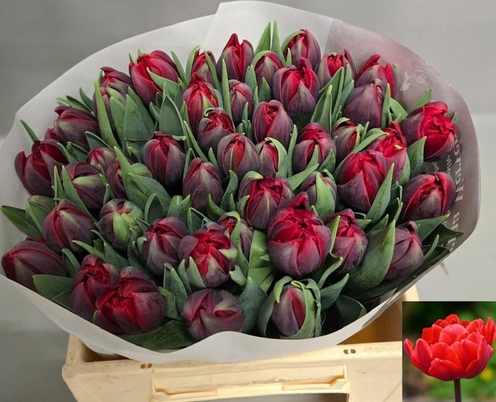 <h4>TU DU RED PRINCESS</h4>