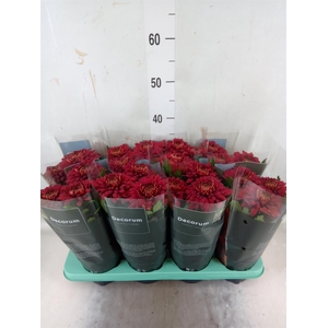 Chrysanthemum  'Supernova Red'