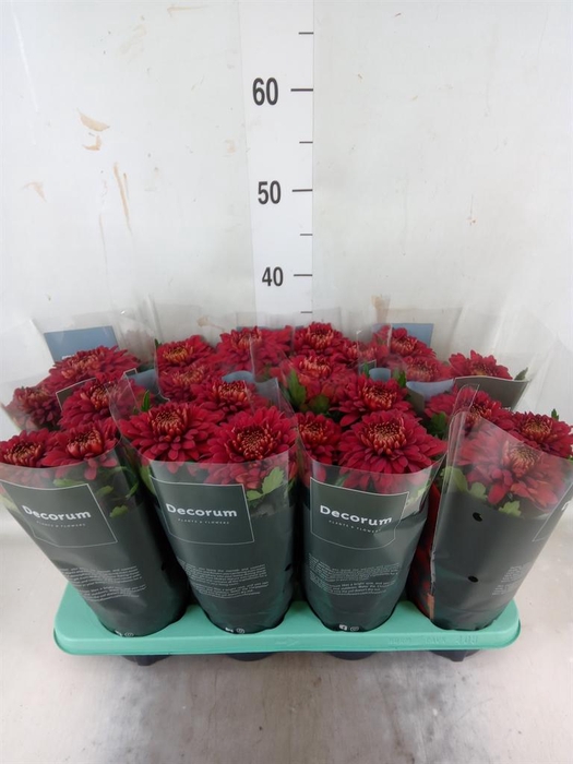 <h4>Chrysanthemum 'Supernova Red'</h4>