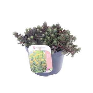 Sedum reflexum