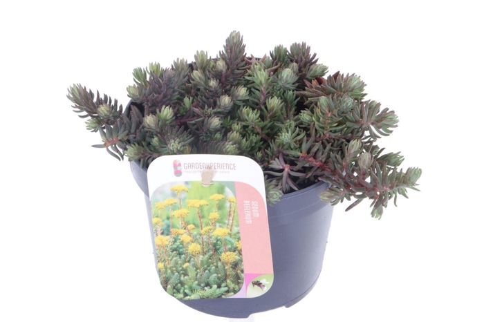 <h4>Sedum reflexum</h4>