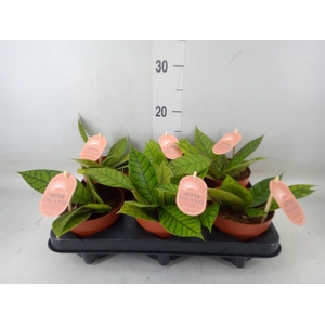 Hoya callistophylla 'KAL 16'