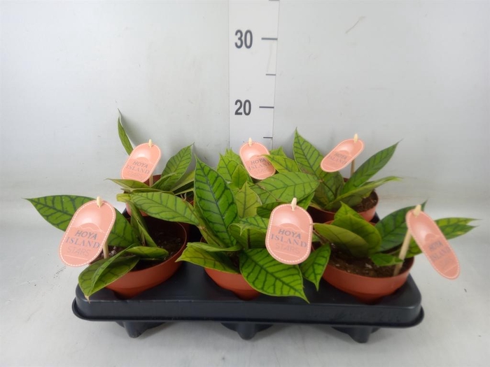 <h4>Hoya callistophylla 'KAL 16'</h4>