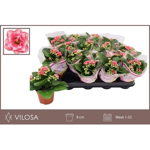 KALAN CALAN WEAVER BICOLOR P8