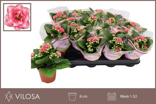 <h4>KALAN CALAN WEAVER BICOLOR P8</h4>