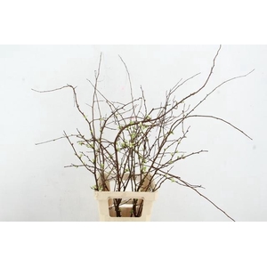 CHAENOMELES SUPERBA WHITE EXTRA 065CM