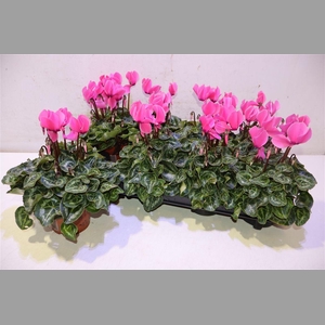 Cycl Md Sup Allure Pink