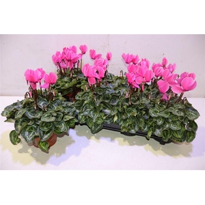 Cycl Md Sup Allure Pink
