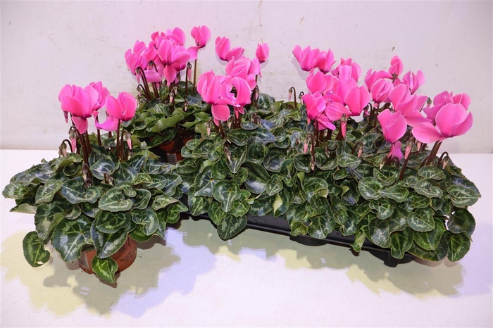 <h4>Cycl Md Sup Allure Pink</h4>