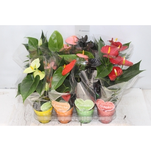 ANTHURIUM VARIADO P09