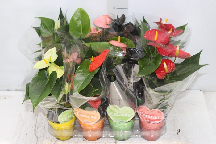 <h4>ANTHURIUM VARIADO P09</h4>