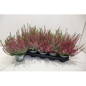 Callu Bl Sophia