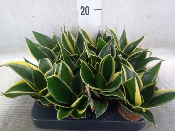 <h4>Sansevieria trifa.   ...</h4>