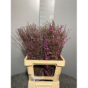 Genista Col Lila 200gr