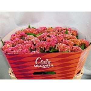 CEL C PINK DELIGHT