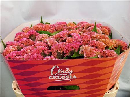 <h4>CEL C PINK DELIGHT</h4>