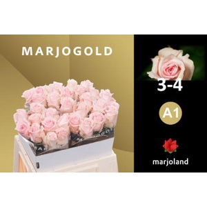 R GR SWEET DOLOMITI@