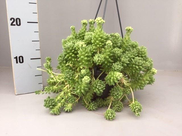 <h4>Sedum</h4>