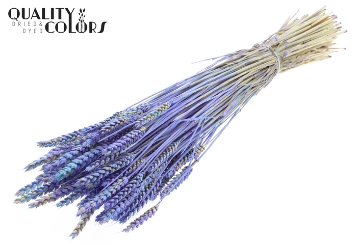 Triticum per bunch Multicolour Light Blue