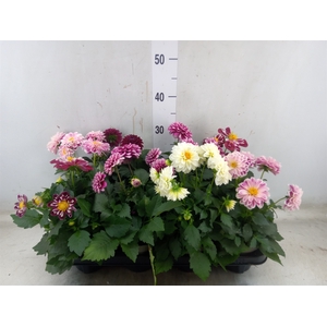 Dahlia DE 'Labella Medio'   ...mix