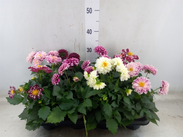 <h4>Dahlia DE 'Labella Medio'   ...mix</h4>