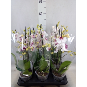 Phalaenopsis multi. 'FC Safe Haven'