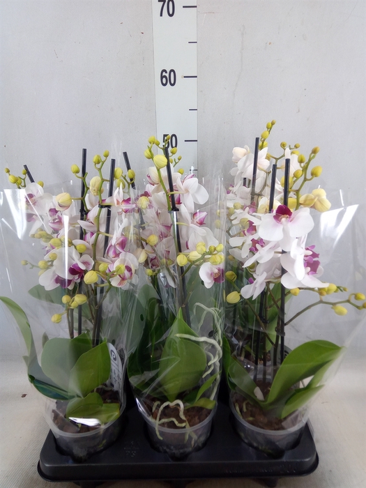 <h4>Phalaenopsis multi. 'FC Safe Haven'</h4>