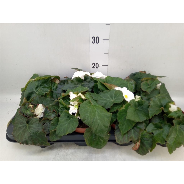 <h4>Begonia tuber. 'Tenella White'</h4>