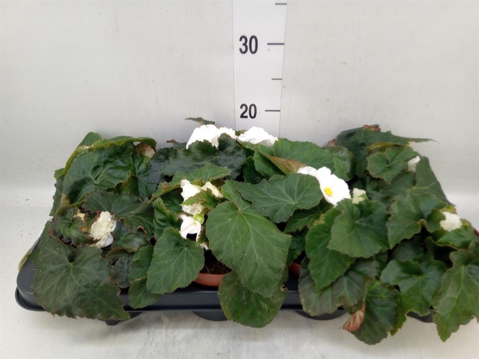 <h4>Begonia tuber. 'Tenella White'</h4>