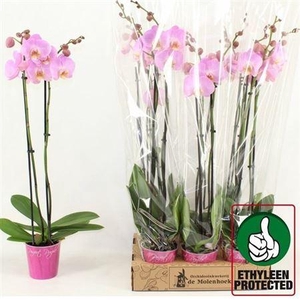 Phal Anthura Osaka 2 Branche 16+