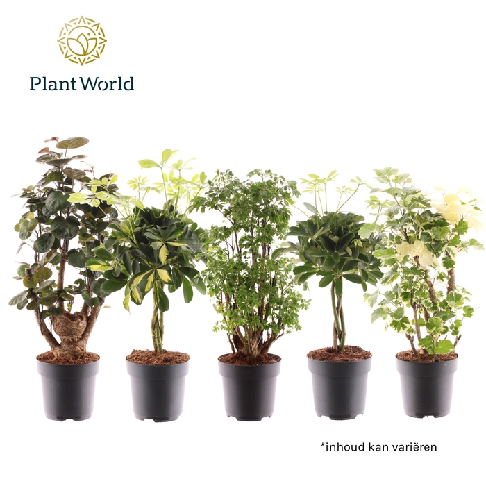 <h4>Polyscias vertakt en Schefflera gevlochten stam mix</h4>