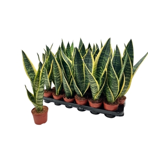 SANSEV FUTURA SUPERB