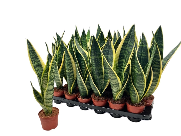 <h4>SANSEV FUTURA SUPERB</h4>