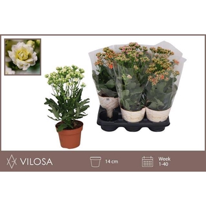 Kalanchoe 14Ø 40cm