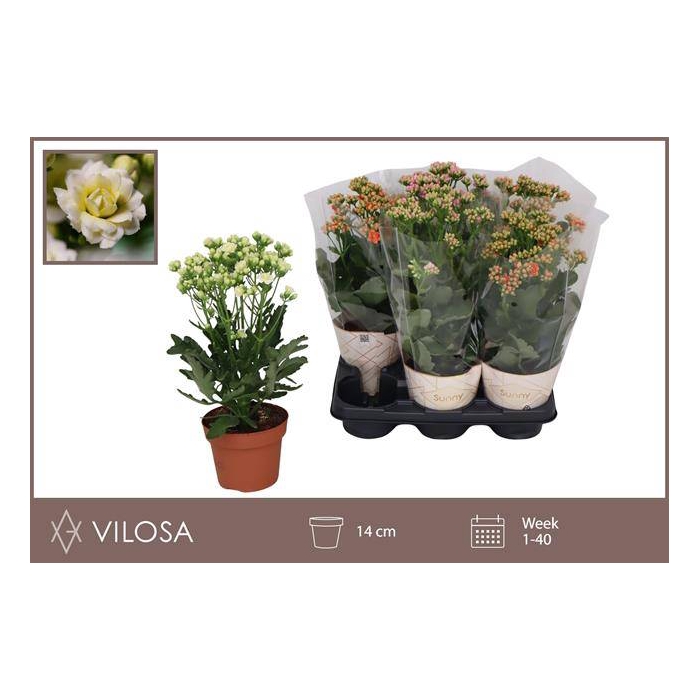<h4>Kalanchoe 14Ø 40cm</h4>