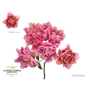 Rosa Spray a Wabara Sola