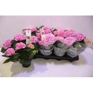 arr8 Hydr M Mag Revolutio