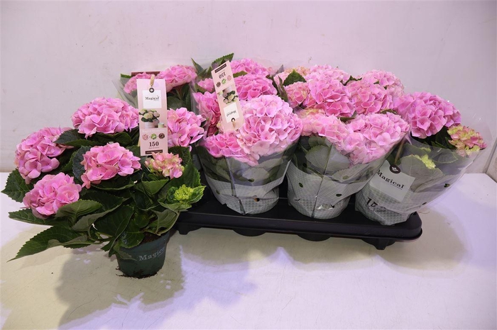 <h4>arr8 Hydr M Mag Revolutio</h4>