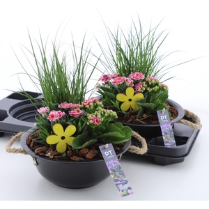 ARR TUINPLANTEN
