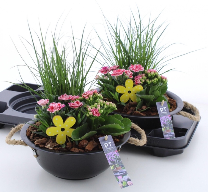 <h4>ARR TUINPLANTEN</h4>