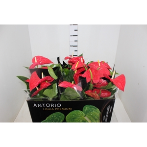 ANTHURIUM MICHIGAN P17 PREMIUM