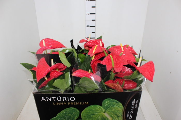 ANTHURIUM MICHIGAN P17 PREMIUM